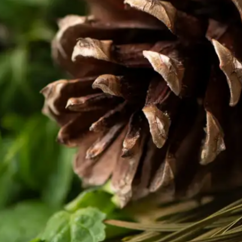 Sugar Pine and Patchouli