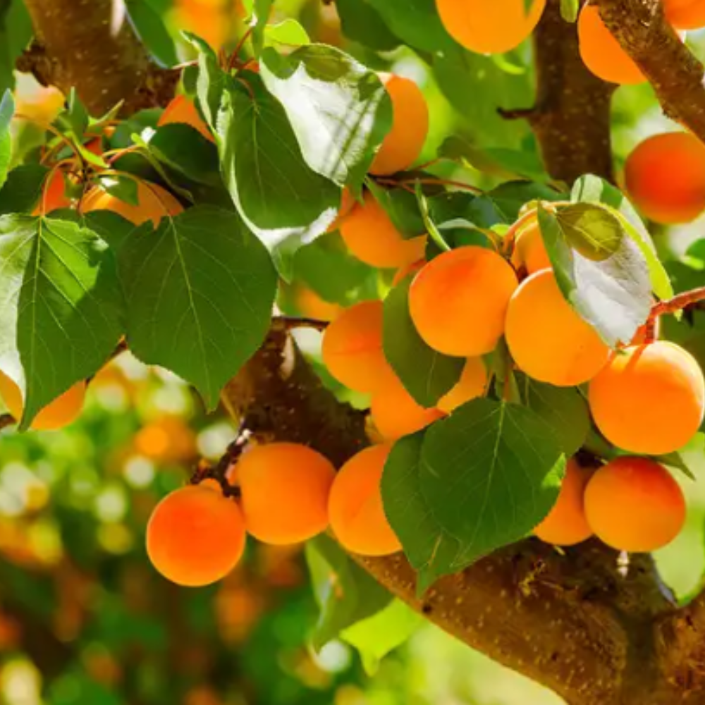 Apricot Grove