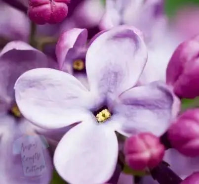 French Lilac Angie's Crafty Cottage
