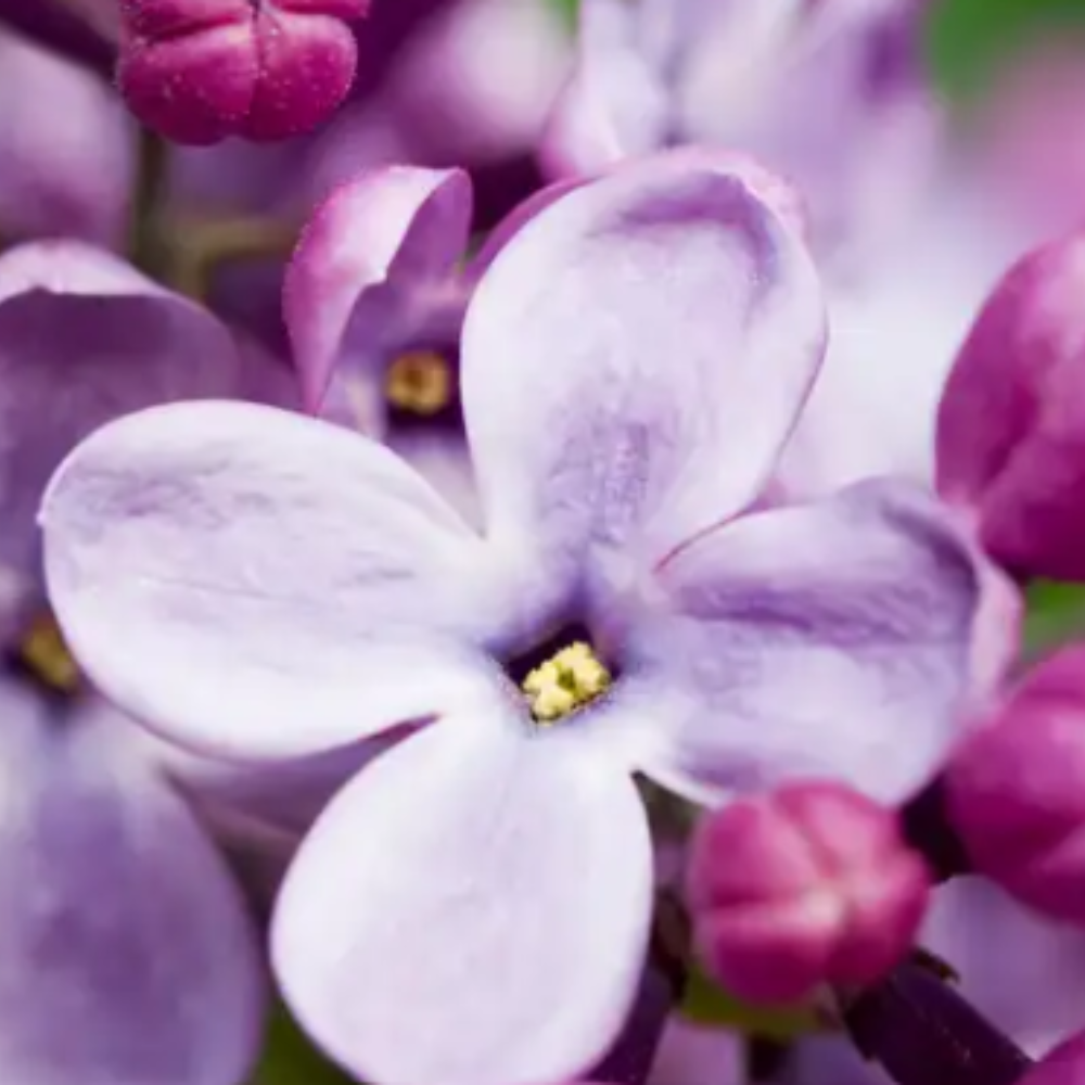 French Lilac