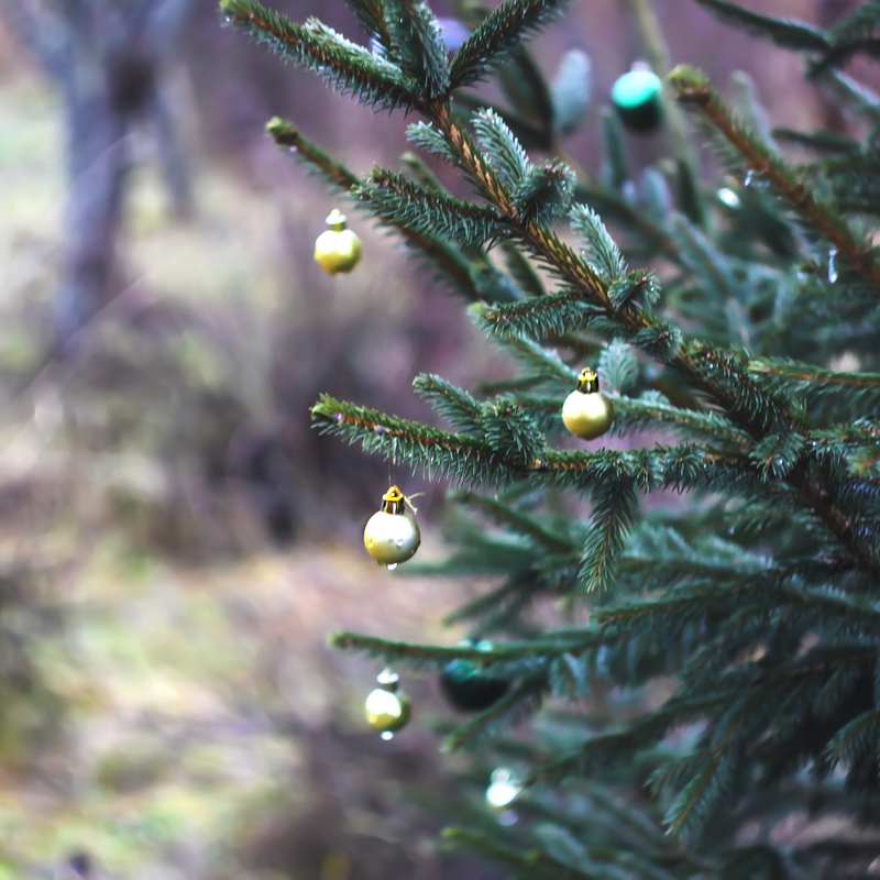 Fresh Cut Christmas Tree