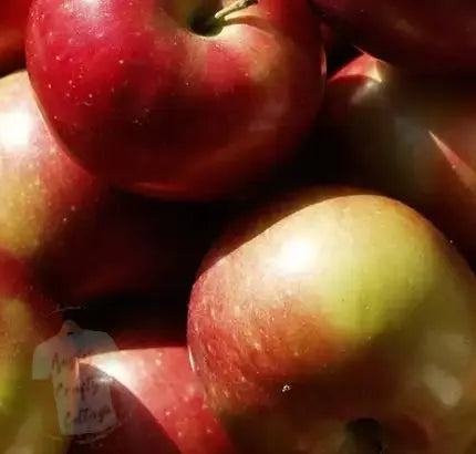 Macintosh Apple Angie's Crafty Cottage