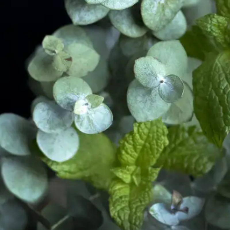 Peppermint and Eucalyptus